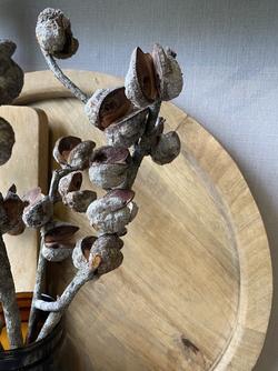 Tørka frøkapsler Hakea sericea - bunt med 5 grener