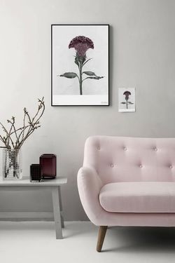 Vee Speers Botanica Celosia